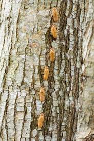 We did not find results for: Cicada Shell On Tree Stock Photo Picture And Royalty Free Image Image 19103386