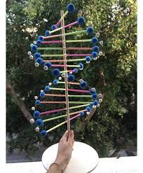 The New Boy Completed Chapter 3 Dna Model Project Dna Model Dna Project