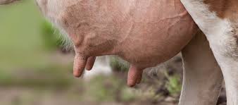 Some times the udder will be swollen just before calving. How To Take Care Of Your Herd S Teats During Drying Off