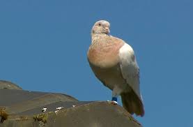 But, there are many humane ways to discourage pigeon problems. Joe The Pigeon Escapes Death Sentence In Australia Orange County Register