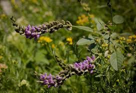 Image result for Lessertia macrostachya