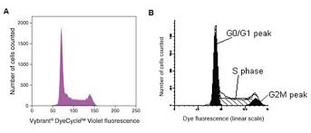 We did not find results for: Cell Cycle Analysis By Flow Cytometry Thermo Fisher Scientific De