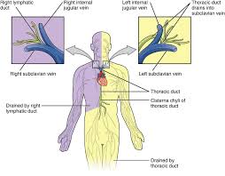 Posterior cervical (behind the neck). Major Lymph Node Groups And Drainage Areas Immune System Blood And Lymphoreticular System Anatomy Achievable