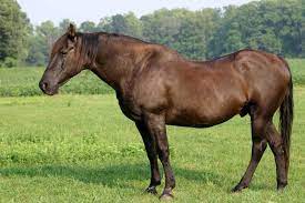 Identifying And Managing Equine Metabolic Syndrome Ems The Horse