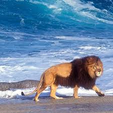 Black Jaguar White Tiger On Instagram Barbary Lion Considered The Biggest In The World By Davedeepwater An African Lion Lion Pictures Animals Beautiful