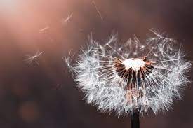 Filosofi hidup bunga dandelion sang bunga terbang. Di Balik Keindahannya Ini 4 Makna Bunga Dandelion Yang Menyentuh Hati