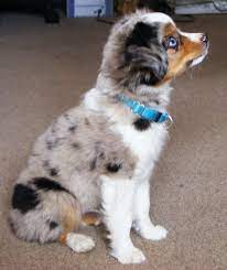 Adorable Aussies Border Collies Shelties Aussie Puppies Cool Pets Australian Shepherd Puppies
