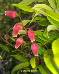 Image result for Agarista salicifolia