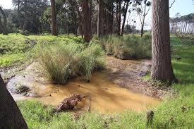 Image result for Echinochloa pyramidalis