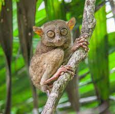 15 Super Tiny Animals That Further Prove Cute Things Come In Small Packages Tarsier Animals Monkey Species