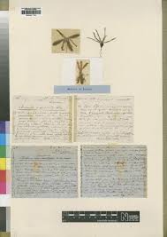 Image result for Dipcadi vaginatum