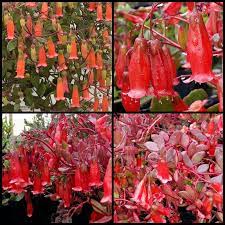That is the healing power of flowers, and especially the color of the flower matters. Kalanchoe Uniflora Winter Bells X 1 Orange Red Succulents Plants Trumpet Flowering Hanging Basket Rockery Pot
