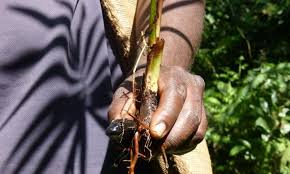 Image result for Raphia gentiliana