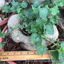 Image result for Gerrardanthus paniculatus
