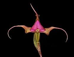 Image result for Disperis