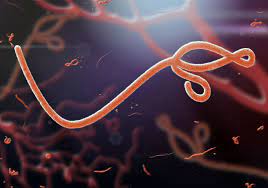 Viruses infect all life forms, from animals and plants to microorganisms, including bacteria and archaea. Virus Definition Structure Facts Britannica