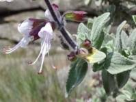 Image result for Syncolostemon canescens