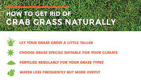 Answer to killing crabgrass after it starts. How To Get Rid Of Crabgrass The Easy Way