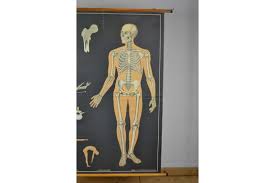 The hip and hip joint anatomical chart is a clean and clearly illustrated view on the human anatomy regarding the hip bones and muscles. Large Anatomical School Chart Of The Human Skeleton 1960s Retro Station