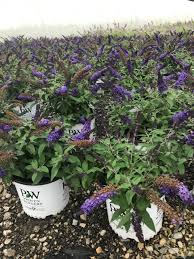 Dwarf butterfly bush pugster blue. Superb Shrubs For 2020 Loma Vista Nursery