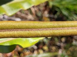 Image result for Elaphoglossum kivuense