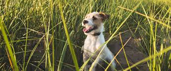 We would like to show you a description here but the site won't allow us. Ingredients Corey Nutrition Company