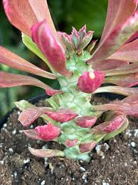 Image result for Monadenium friesii