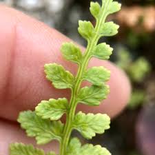 Image result for Asplenium diplazisorum