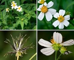 Image result for Bidens pilosa