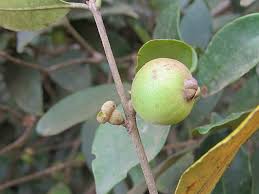 Image result for Eugenia verdcourtii