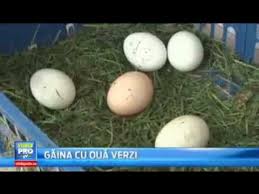 Descriere oua cu coaja verde de la gaini de curte,crescute in aer liber cu cereale si iarba. Despre OuÄle Verzi Youtube