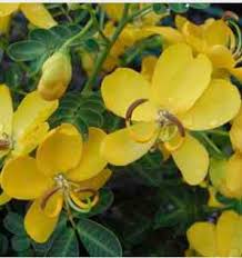 Image result for Cassia angolensis