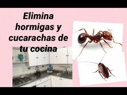 El primer paso y el más importante para que las cucarachas no vuelvan a nuestra casa es la limpieza. Como Eliminar Hormigas Y Cucarachas De Tu Cocina Youtube