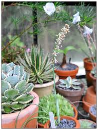 Image result for Dipcadi brevifolium