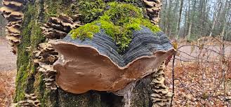 Image result for Phellinus rimosus