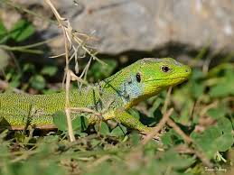 Yri Yethil Kertenkele Yylan Ebesi Lacerta Trilineata Tamer Yilmaz Denyzly Adameros Herptil Turkey Yesil Yilan