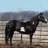 This is for horses and burros available for adoption at the litchfield facility in california. Https Encrypted Tbn0 Gstatic Com Images Q Tbn And9gcrjbeim4thxcnsypplx7cicdv1hvkks4bhbl4pdfssgt Vo R5q Usqp Cau