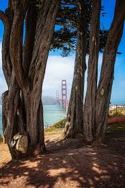 golden gate bridge peeking thru the trees california pictures places in san francisco san francisco photography