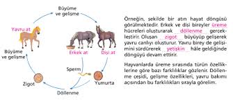 Fen Bilimleri Hayvanlarda Ureme Buyume Ve Gelisme Hayvan Kinetik Enerji Enerji Depolama