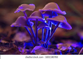 Image result for Hallucinogen