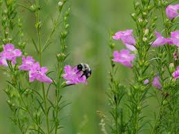 Image result for Agelanthus falcifolius