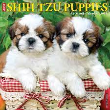 We did not find results for: Just Shih Tzu Puppies 2021 Wall Calendar Dog Breed Calendar Willow Creek Press 9781549213311 Amazon Com Books