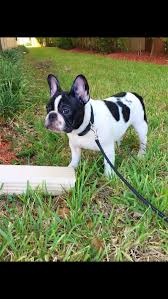 Available akc french bulldog puppies, see below. French Bulldog Puppies For Sale Tampa Fl 287904