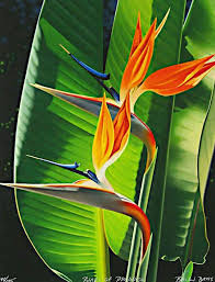 Bird Of Paradise Plant Painting Birds Of Paradise Watercolor Flowers Floral Painting Flower Painting
