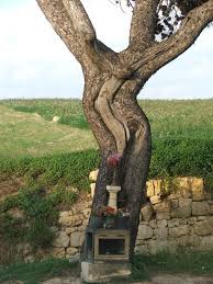 Jesus Tree Malta Jesus Tree Malta Island Malta