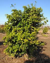 Image result for Citropsis