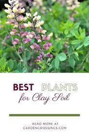Order False Indigo Perennials Online In 2020 Cool Plants Perennials Clay Soil