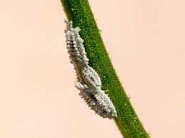 Image result for Mealybug cucumber