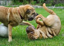 Find & download free graphic resources for shar pei. Shar Pei Der Chinesische Faltenhund Im Rasseportrait