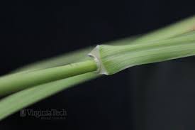 Image result for Cenchrus incertus